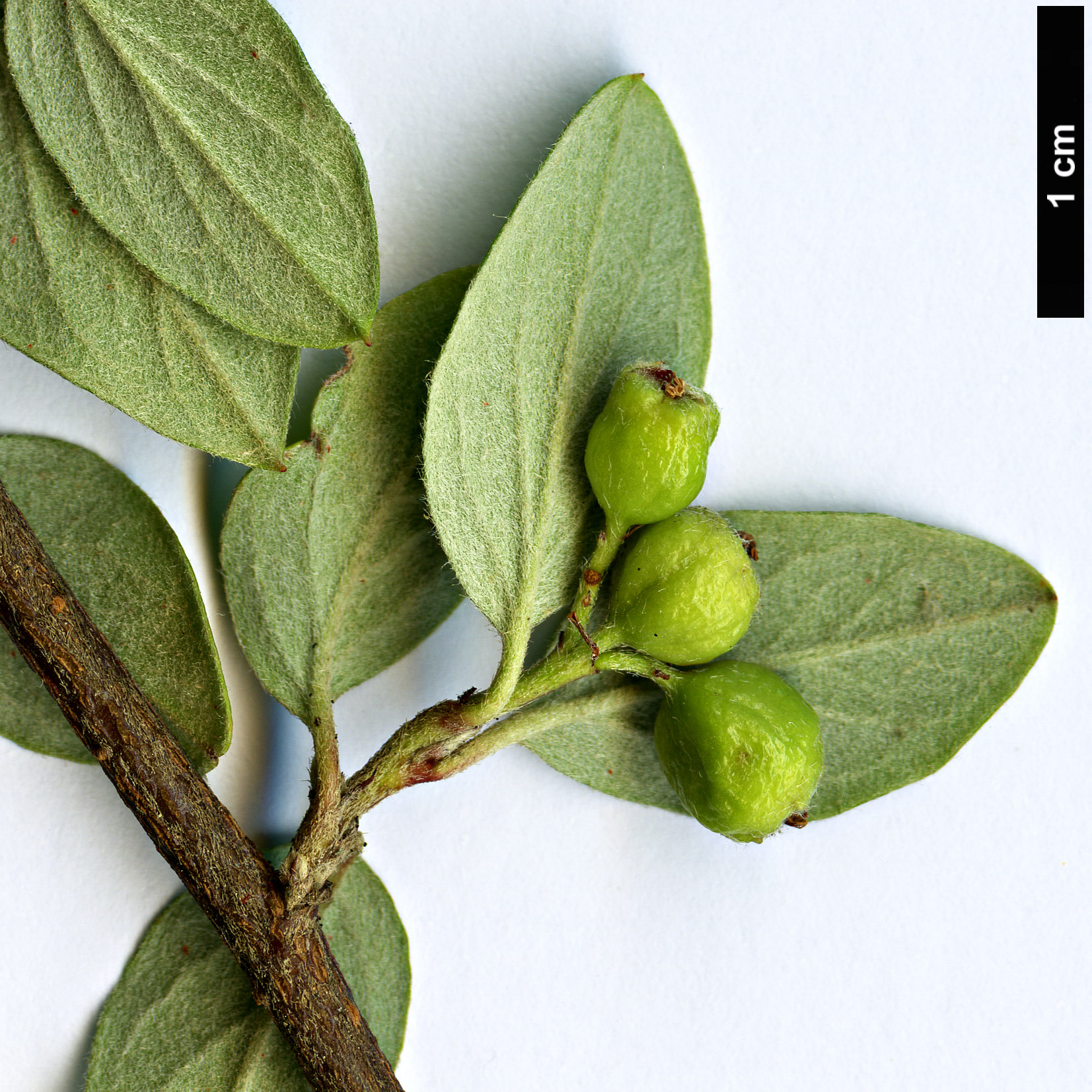 High resolution image: Family: Rosaceae - Genus: Cotoneaster - Taxon: declinatus